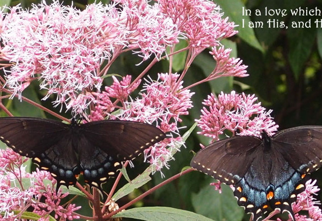 Butterflies