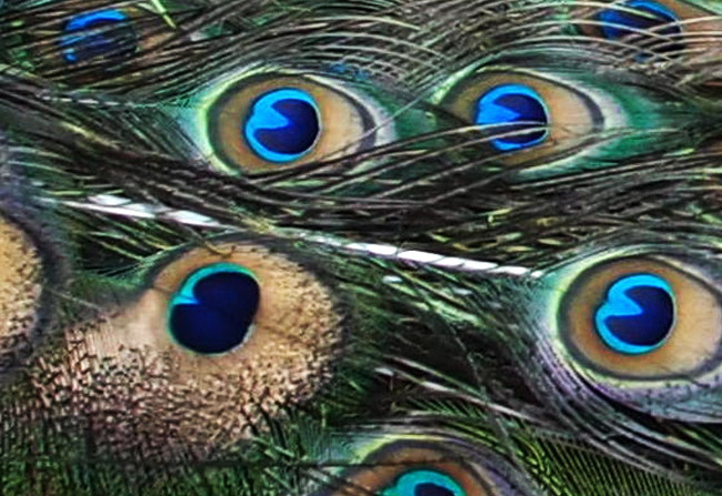Peacock