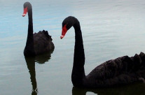 Swans